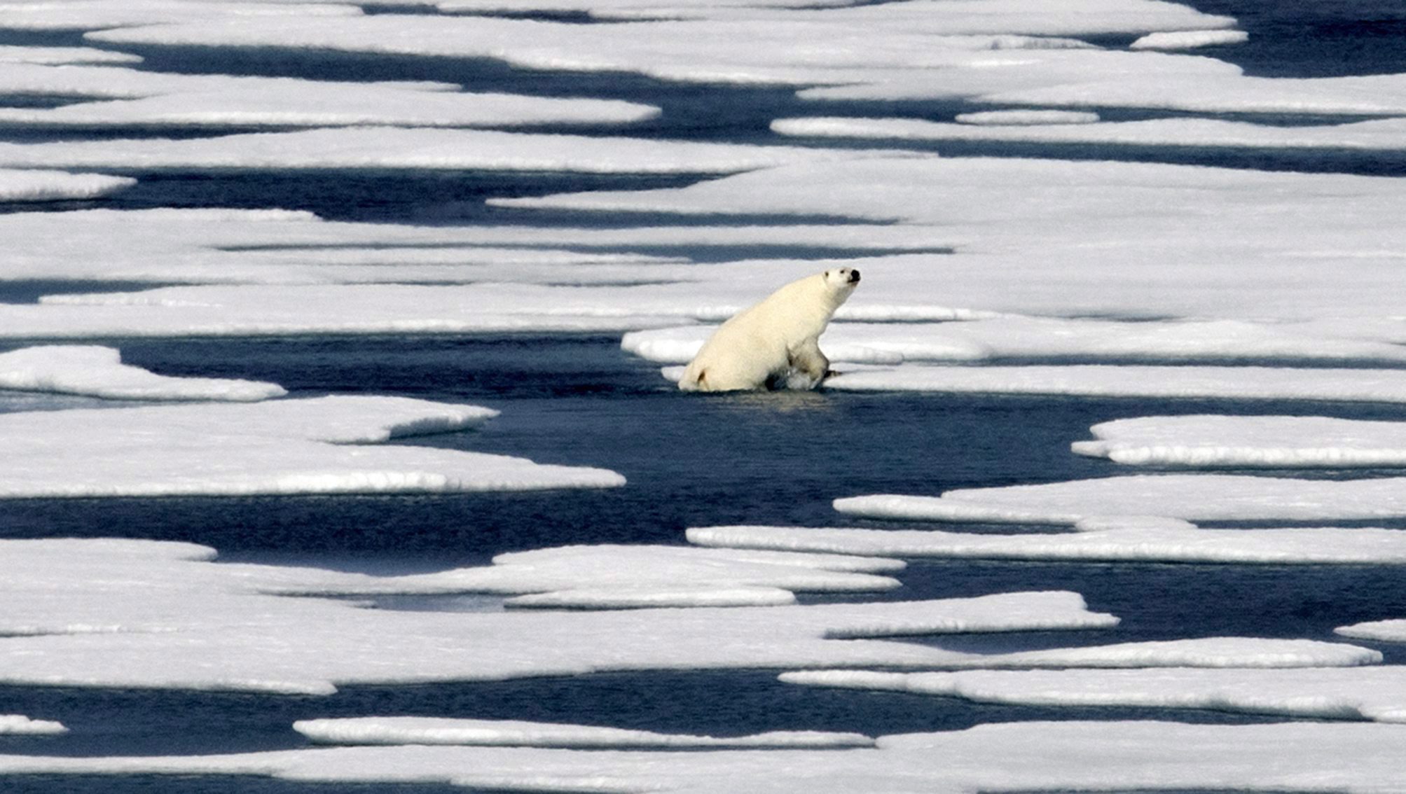 La fonte des glaces dans l’Arctique met en péril la survie des ours ...