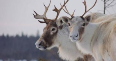 Images de caribous
