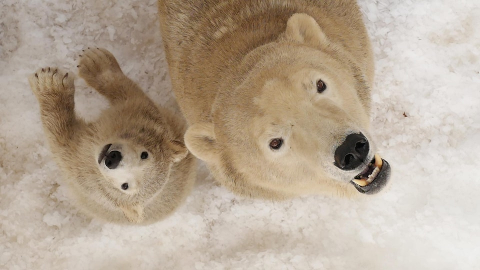 Changement climatique : les ours polaires s'aventurent de plus en plus loin