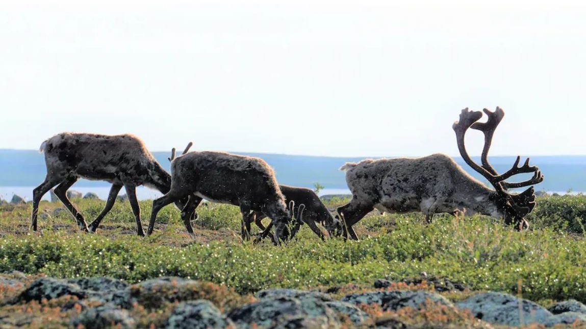 Protéger les caribous contre le braconnage dans le grand nord canadien