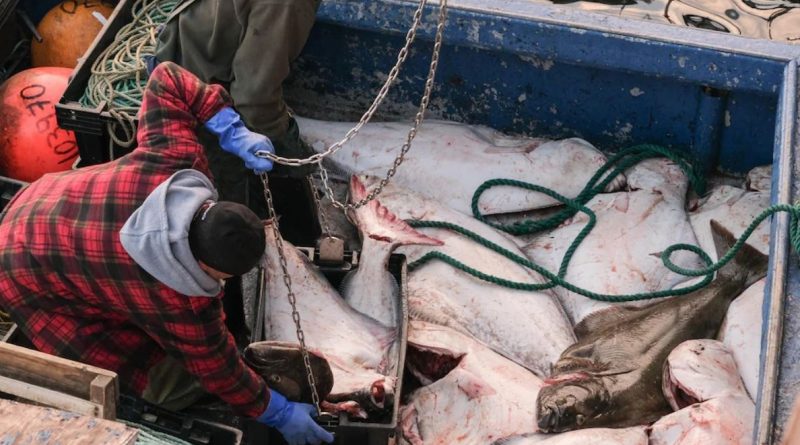 Le Groenland annule l’échange de quotas de pêche avec la Russie pour 2023