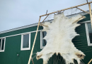 Des peaux d’ours polaires difficiles à écouler dans le Grand Nord canadien