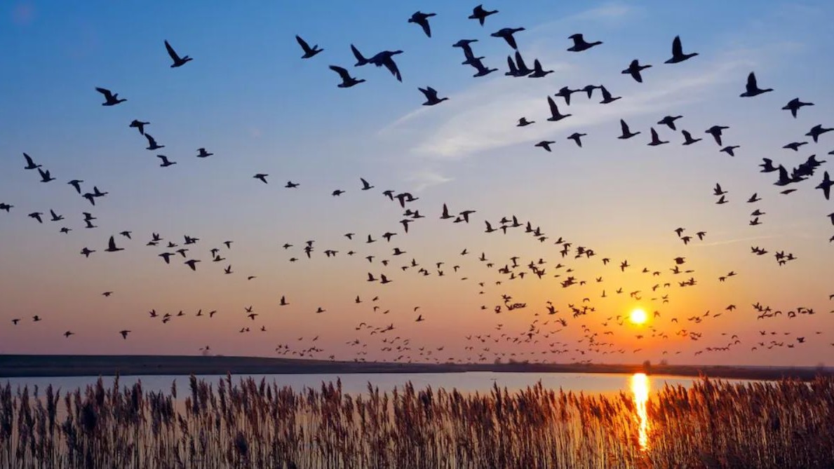 IRM - L'envol des oiseaux migrateurs vu par les radar météo