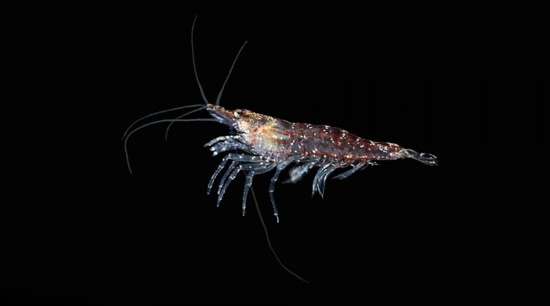 Le krill arctique parvient à maintenir son horloge biologique même dans l’obscurité polaire
