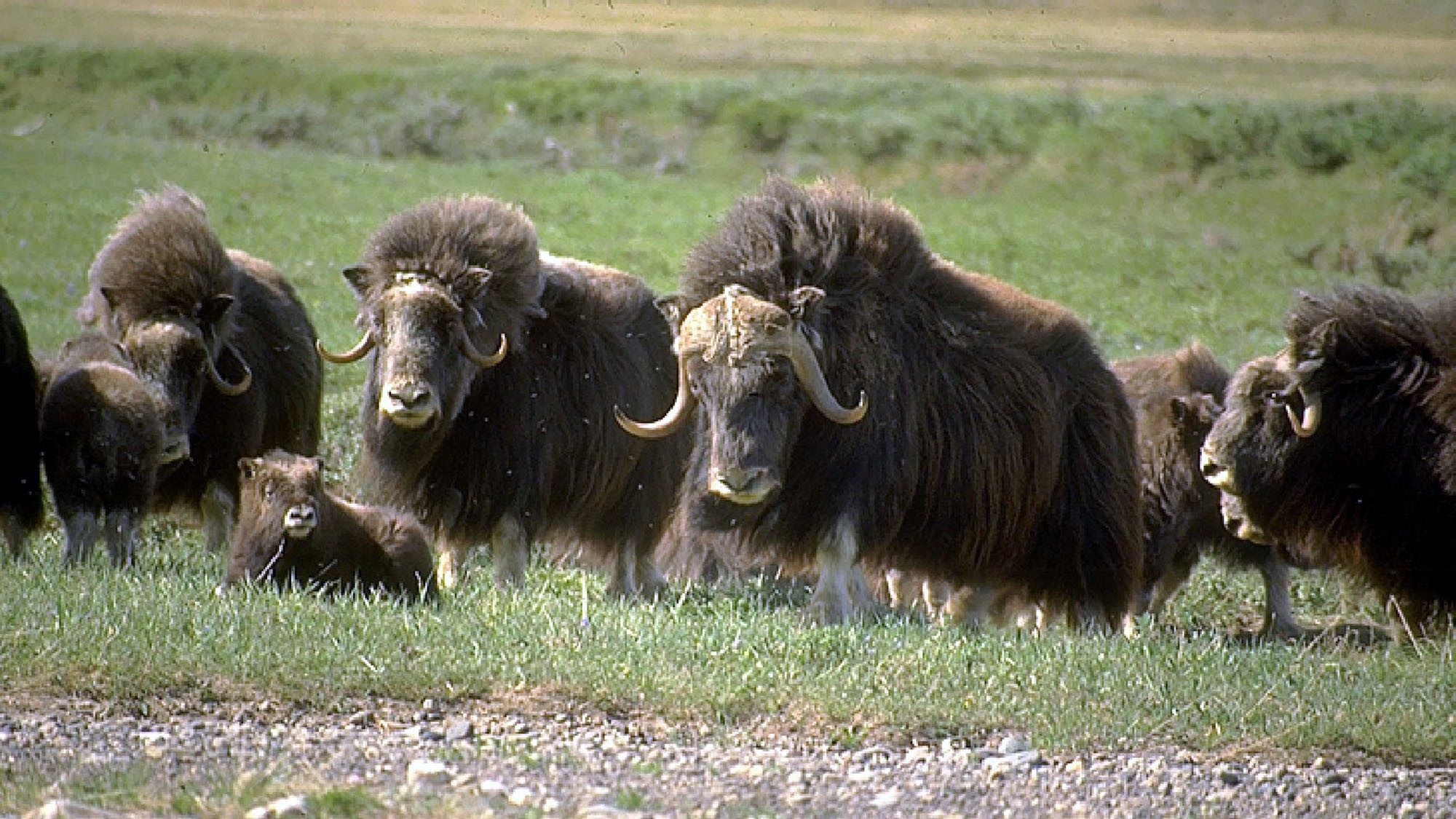 Les grands herbivores de la toundra participent à la préservation de plantes rares de l’Arctique