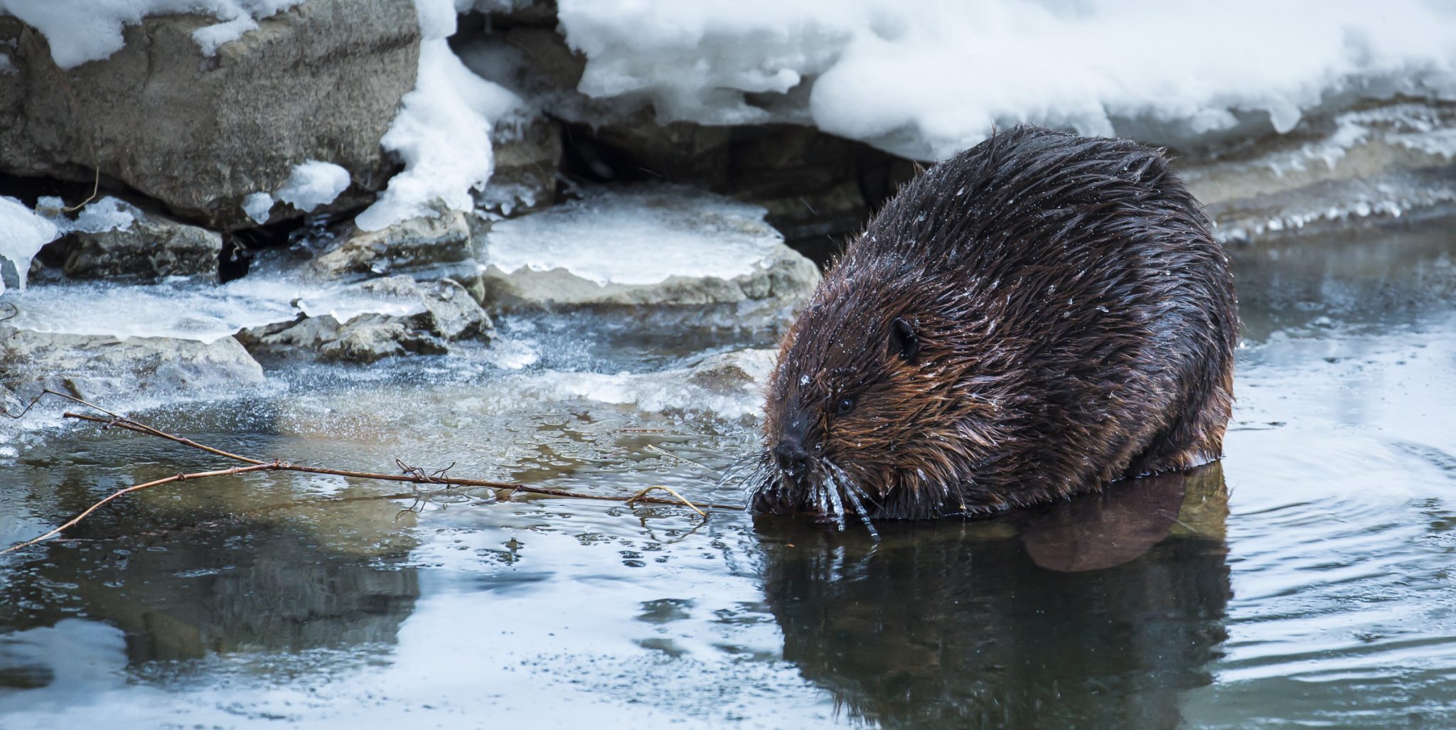 Sur les traces du castor, qui se répand toujours plus au nord Regard