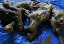 Un bébé mammouth laineux entier découvert au Yukon, le 1er en Amérique du Nord