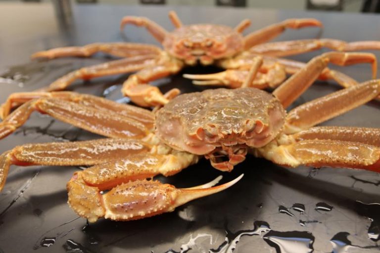 L’Alaska annule la saison de pêche au crabe des neiges et au crabe royal Regard sur l