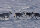 La survie du caribou au cœur d’un sommet à Fort McPherson, aux T.N.-O.