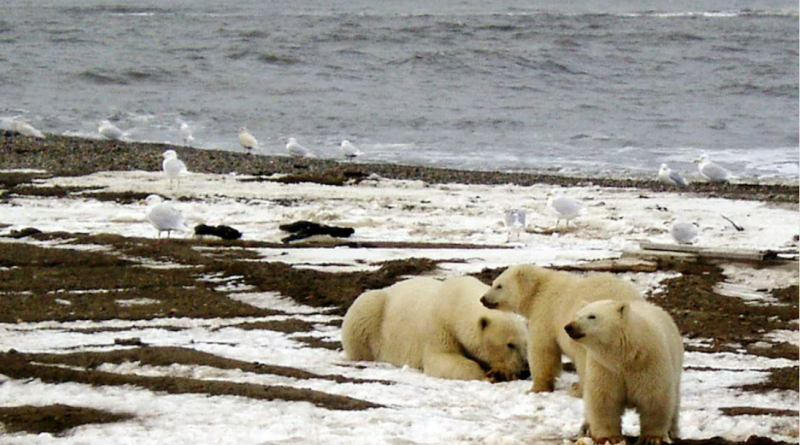 Dans une attaque rare, un ours polaire tue deux personnes en Alaska