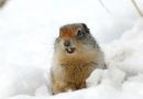 Le réchauffement de l’Arctique menace de jeter un froid sur les rencards des écureuils