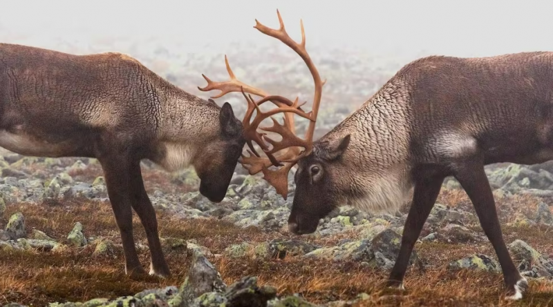 Deux caribous s'affrontent.