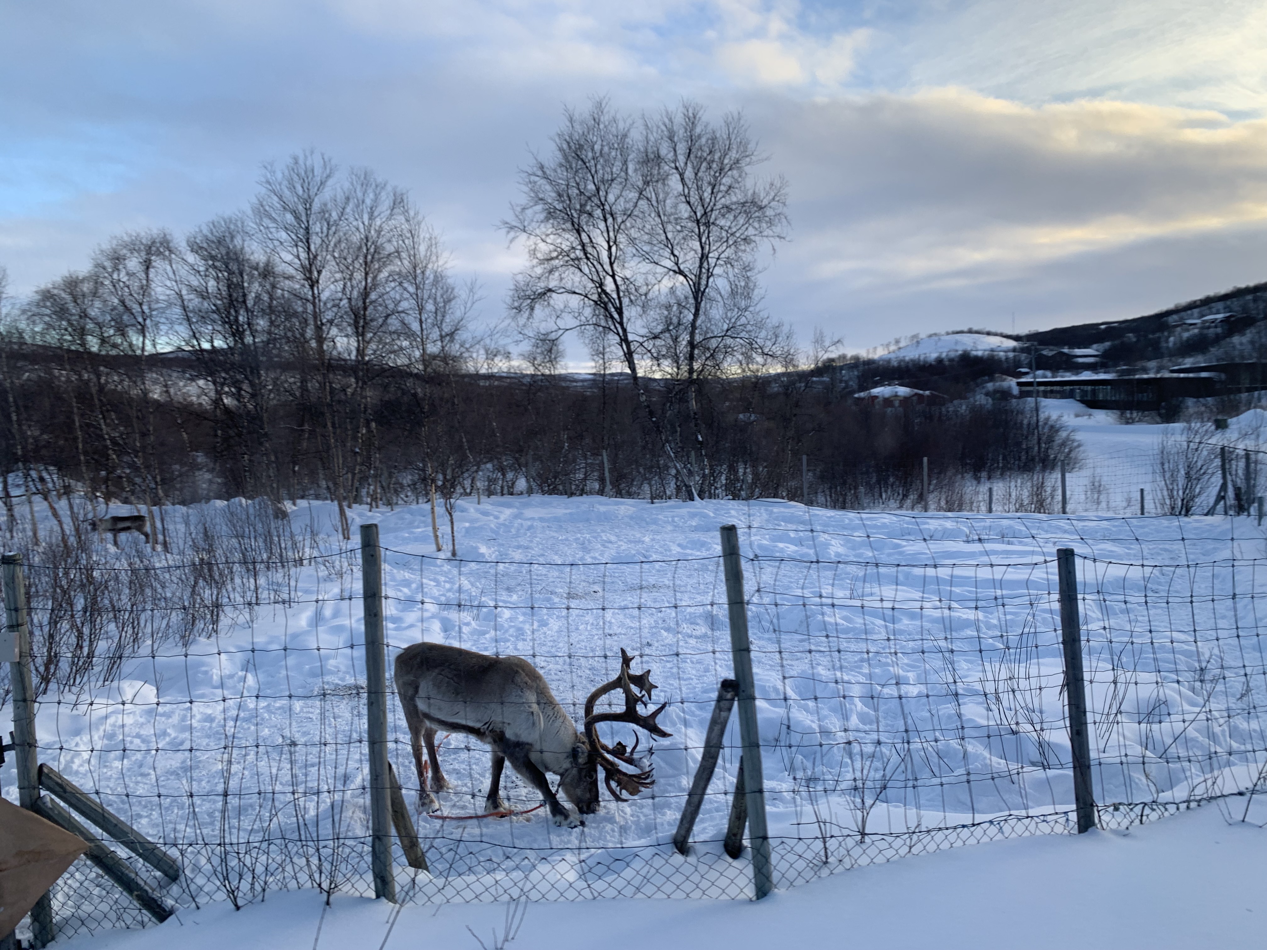 Un renne à Máze, en Norvège. Les enfants samis n’ont pas tous accès aux activités traditionnelles, mais les éducateurs et éducatrices croient que le système scolaire peut grandement les aider à intégrer leur culture. (Photo : Eilís Quinn, Regard sur l’Arctique) 
