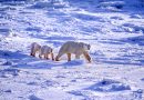 Au Groenland, les ours polaires contraints de s’adapter au réchauffement climatique