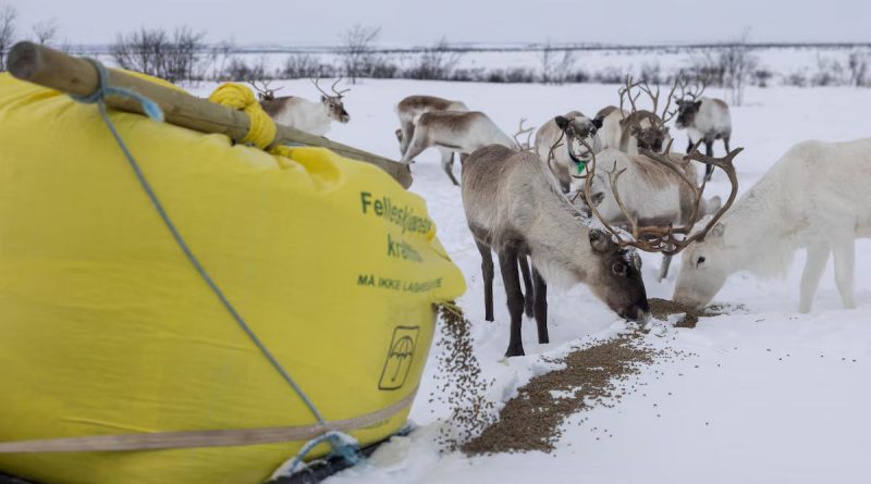 Les Samis changent leurs pratiques d’élevage à cause du changement climatique