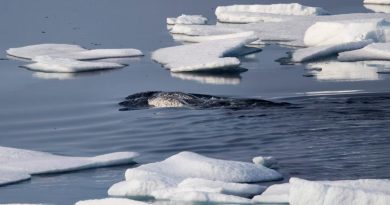 Des narvals nagent entre des blocs de glace, dans l'Arctique canadien, le 22 juillet 2017.
