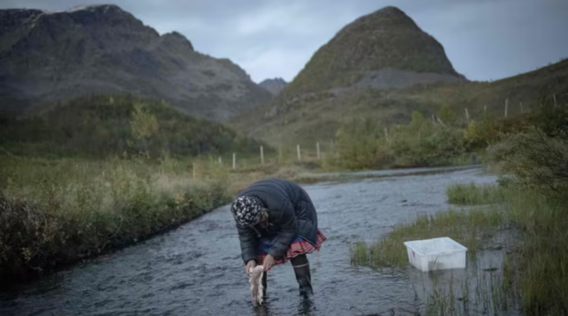 Une bergère samie, à Reinfjord, dans le nord de la Norvège, en 2023.