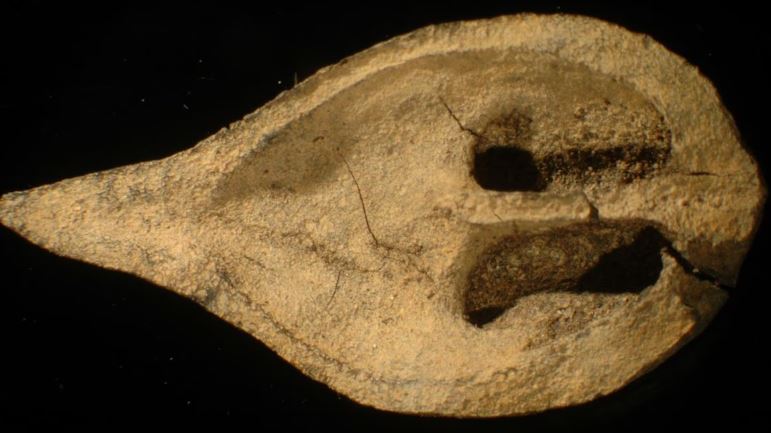 Une noix fossilisée