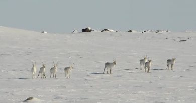 Huit caribous de Dolphin-et-Union sur la neige