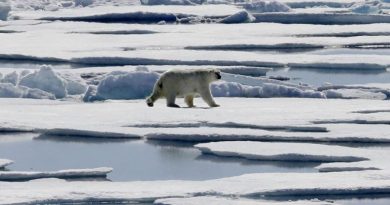 Un ours polaire sur la banquise