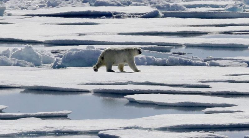 Un ours polaire sur la banquise