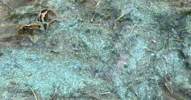 Algues bleu-vert recouvrant le sol, le 20 août 2024, à Yellowknife.