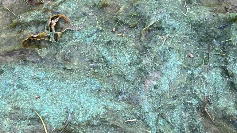 Algues bleu-vert recouvrant le sol, le 20 août 2024, à Yellowknife.