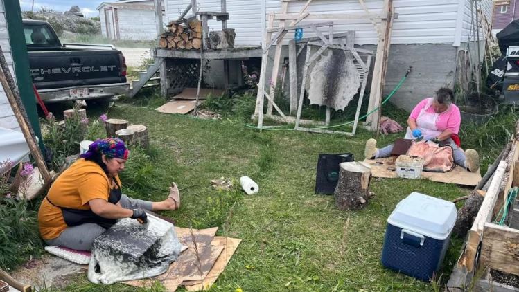 Deux femmes sont assises dans l'herbe et préparent des peaux de phoque à la main, à Hopedale, au Nunatsiavut.