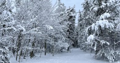 Des arbres recouverts de neige, le 30 octobre 2024.