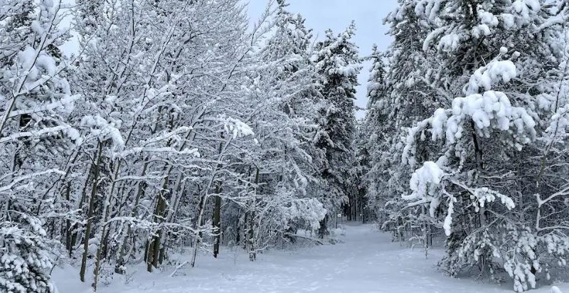 Des arbres recouverts de neige, le 30 octobre 2024.