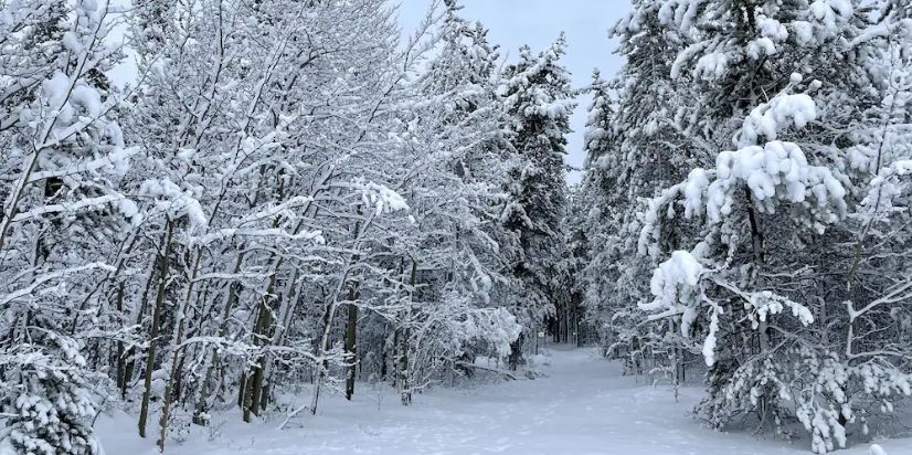 Des arbres recouverts de neige, le 30 octobre 2024.