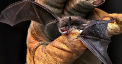 Une chauve-souris serrée dans une main gantée.