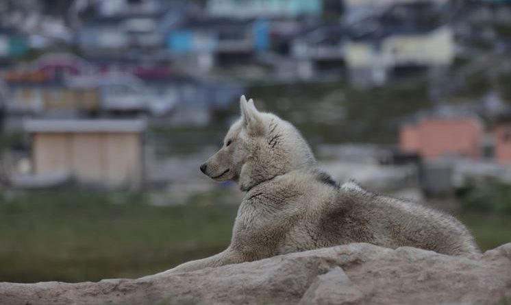 Un chien de traîneau à Ilulissat, au Groenland.