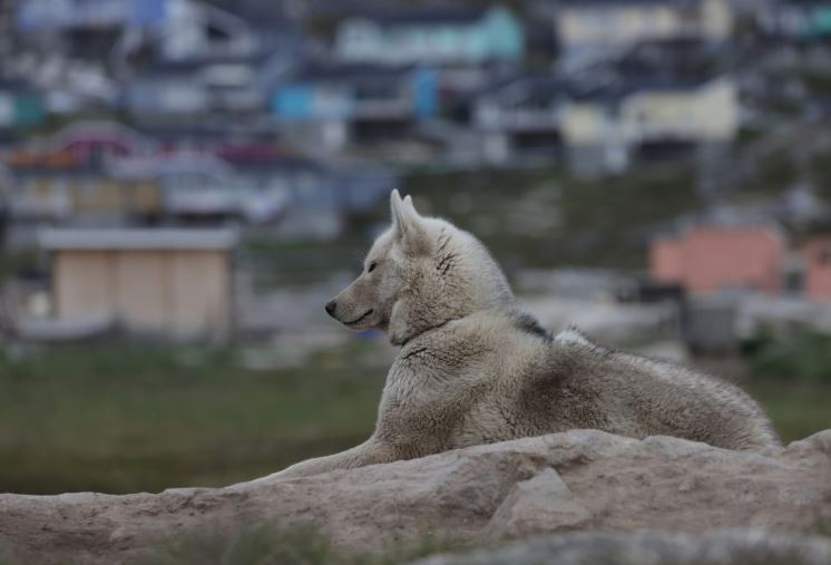 Un chien de traîneau à Ilulissat, au Groenland.