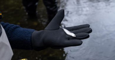 Brandy Mayes, debout dans l'eau, tient un petit poisson dans une main gantée.