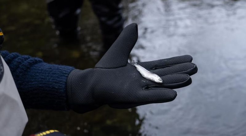 Brandy Mayes, debout dans l'eau, tient un petit poisson dans une main gantée.