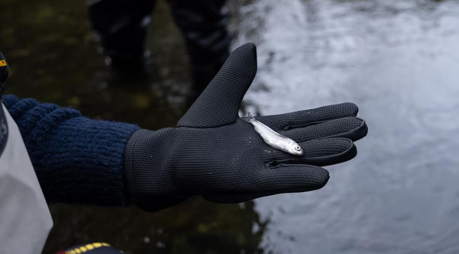Brandy Mayes, debout dans l'eau, tient un petit poisson dans une main gantée.