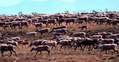 Une harde de caribous dans un champ.