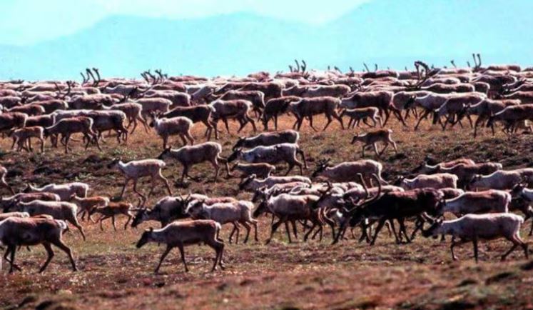 Une harde de caribous dans un champ.