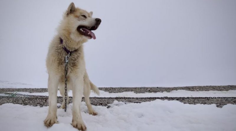 Un chien de traîneau est attaché par une chaîne, près de Resolute Bay, dans le nord du Nunavut, en juin 2022.