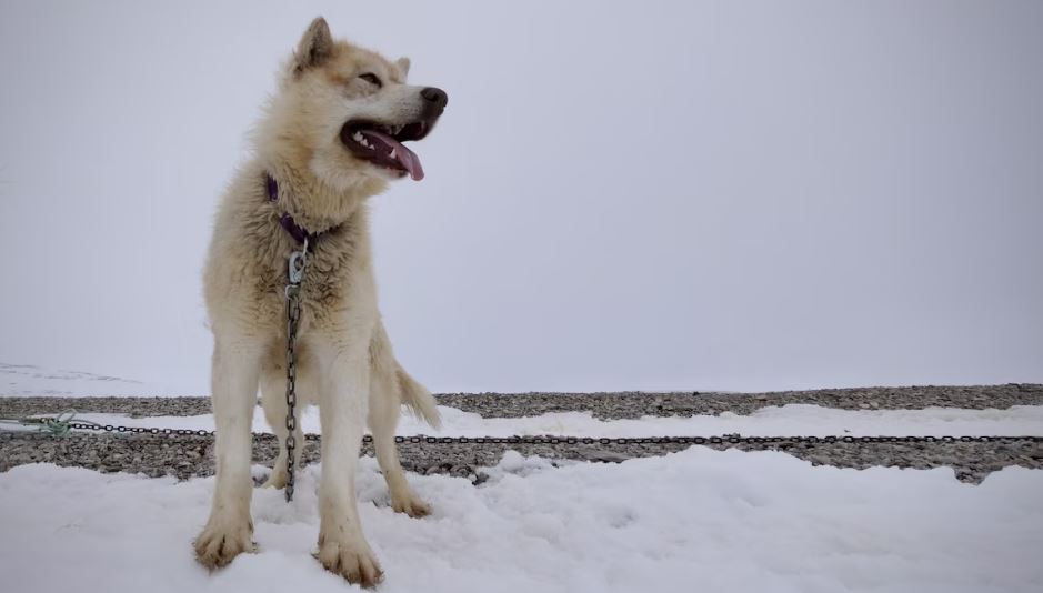 Un chien de traîneau est attaché par une chaîne, près de Resolute Bay, dans le nord du Nunavut, en juin 2022.