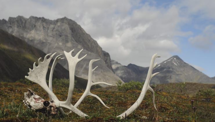 Les ossements d'un caribou avec des montagnes en arrière-plan, en Alaska.
