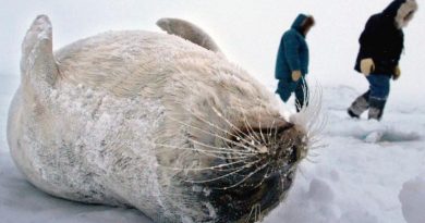 Un phoque mort, couché sur la banquise, au Nunavut.