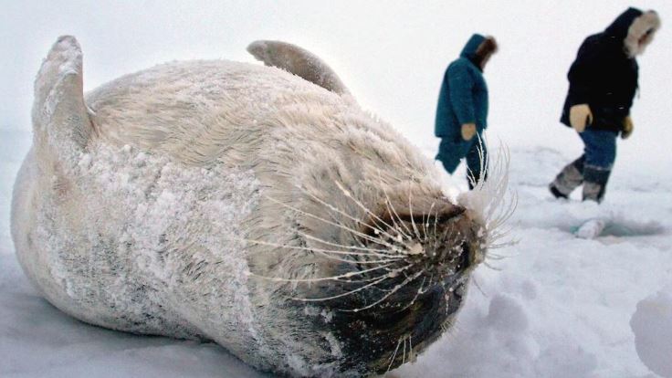 Un phoque mort, couché sur la banquise, au Nunavut.