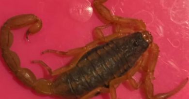 Un gros plan d'un scorpion.