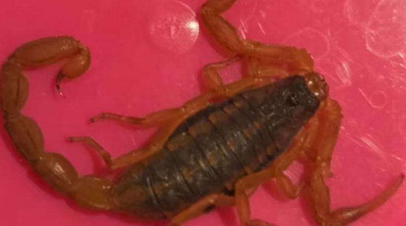 Un gros plan d'un scorpion.