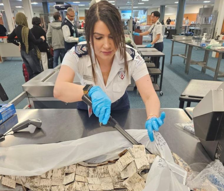Une agente de sécurité de l'aéroport utilise un outil à la main pour analyser les centaines de morceaux d'écorce de bois.