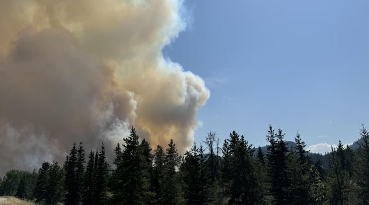 Un feu émerge de la forêt et des arbres.
