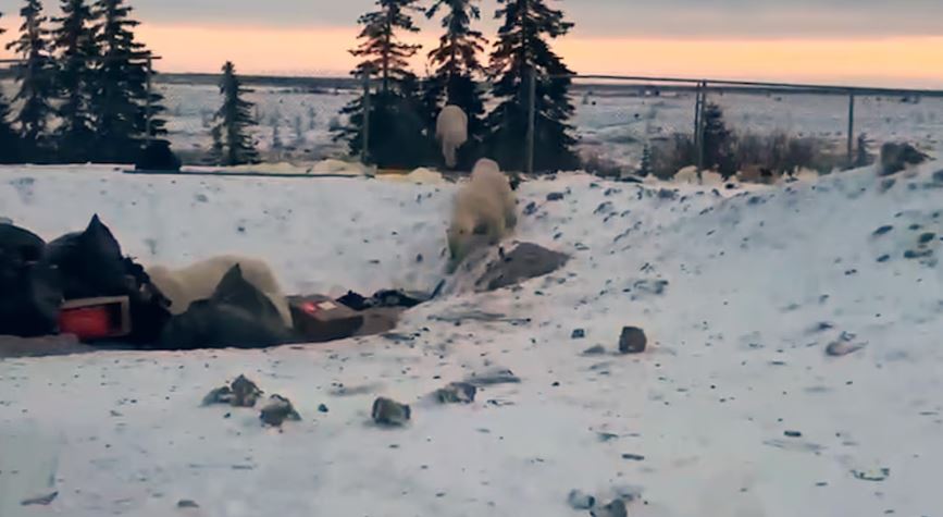 Des ours escaladent un grillage pour accéder aux poubelles.