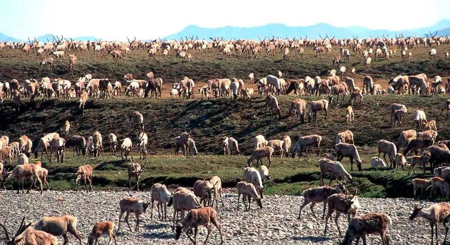 Un troupeau de caribous à proximité d'un point d'eau.